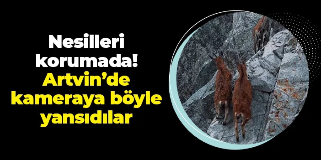Nesilleri koruma altında! Artvin'de kameraya böyle yansıdılar