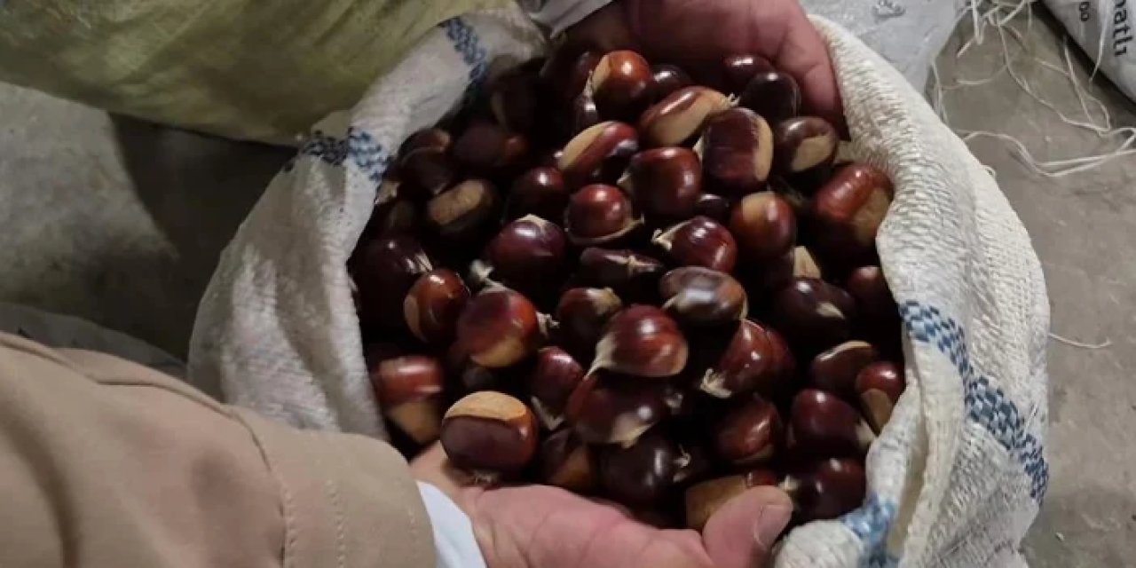 Karadeniz'de kestane tezgaha düştü! Fiyatı ne kadar?