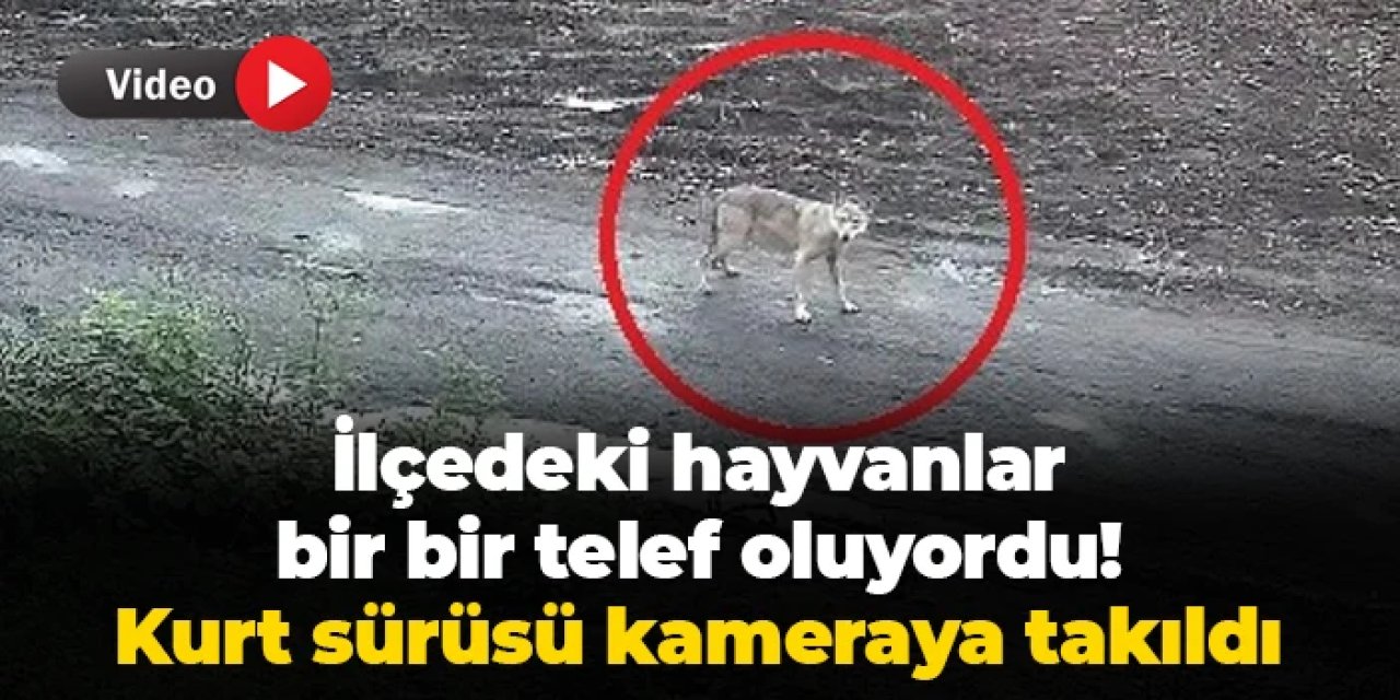 Ordu'da hayvanlar bir bir telef oluyordu! Bulunamayan kurt sürüsü kameraya takıldı