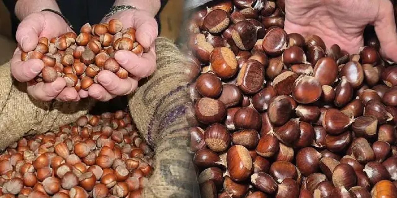 Karadeniz'de fındık güldürmedi! Bu kez kestane de üzdü