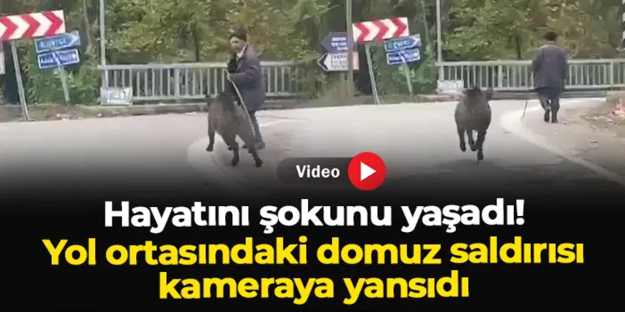 Yaşlı adam neye uğradığını şaşırdı! Yol ortasındaki domuz saldırısı kamerada