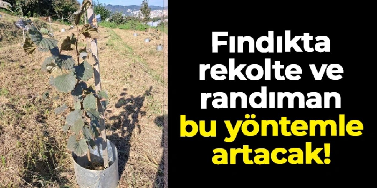 Fındıkta rekolte ve randıman bu yöntemle artacak! "Az emek, fazla ürün"