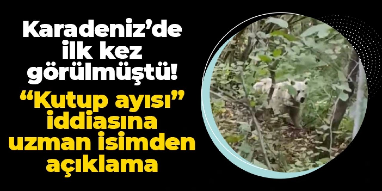 Karadeniz'de ilk kez görülmüştü: "Kutup ayısı" iddiasına uzman isimden açıklama