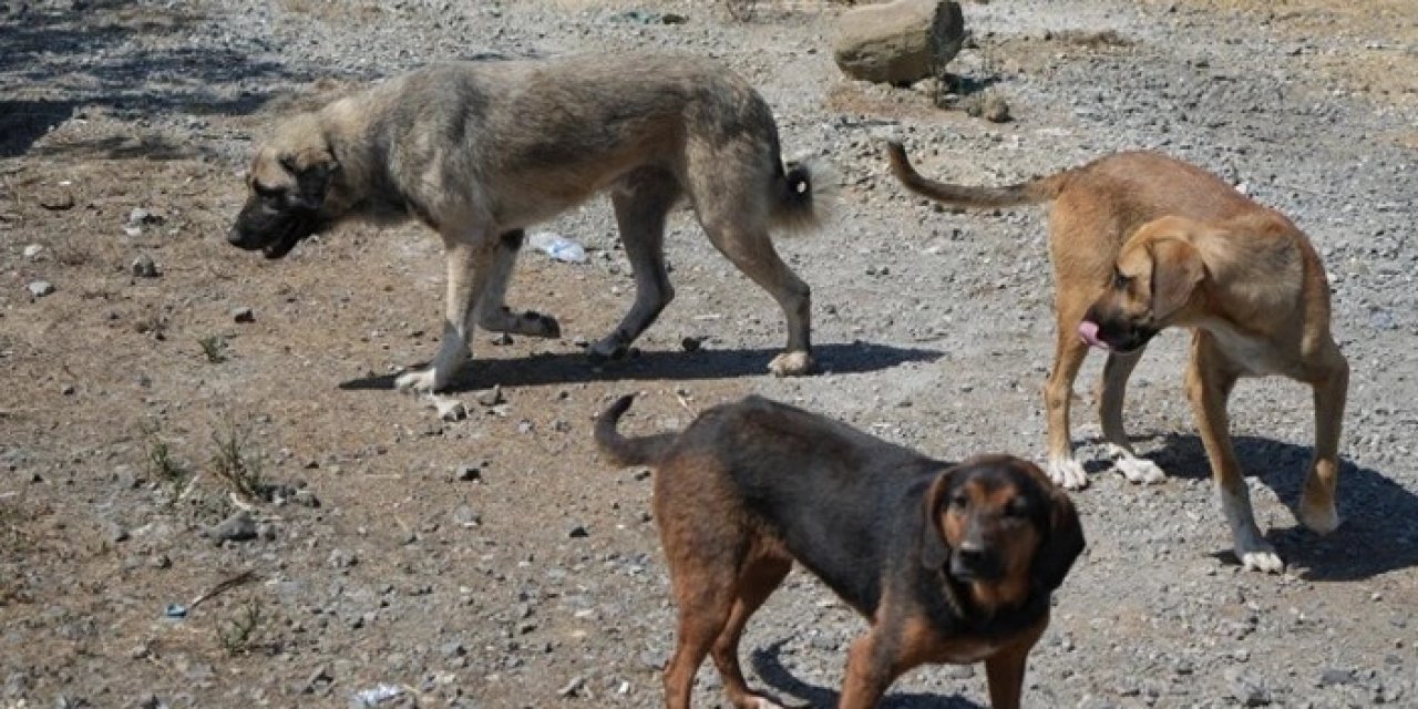 Trabzon'da profesörden başıboş köpek tepkisi! "Ormanda da olmaz!"