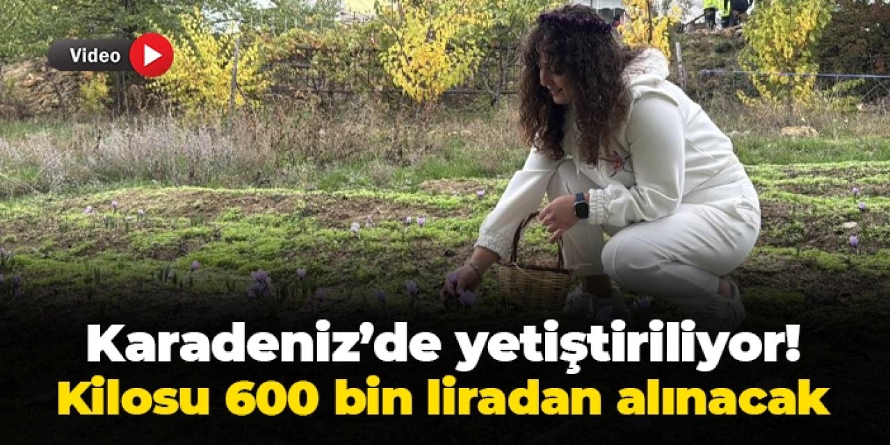 Karadeniz'de yetişiyor! Bu yıl kilosu 600 bin liradan alınacak