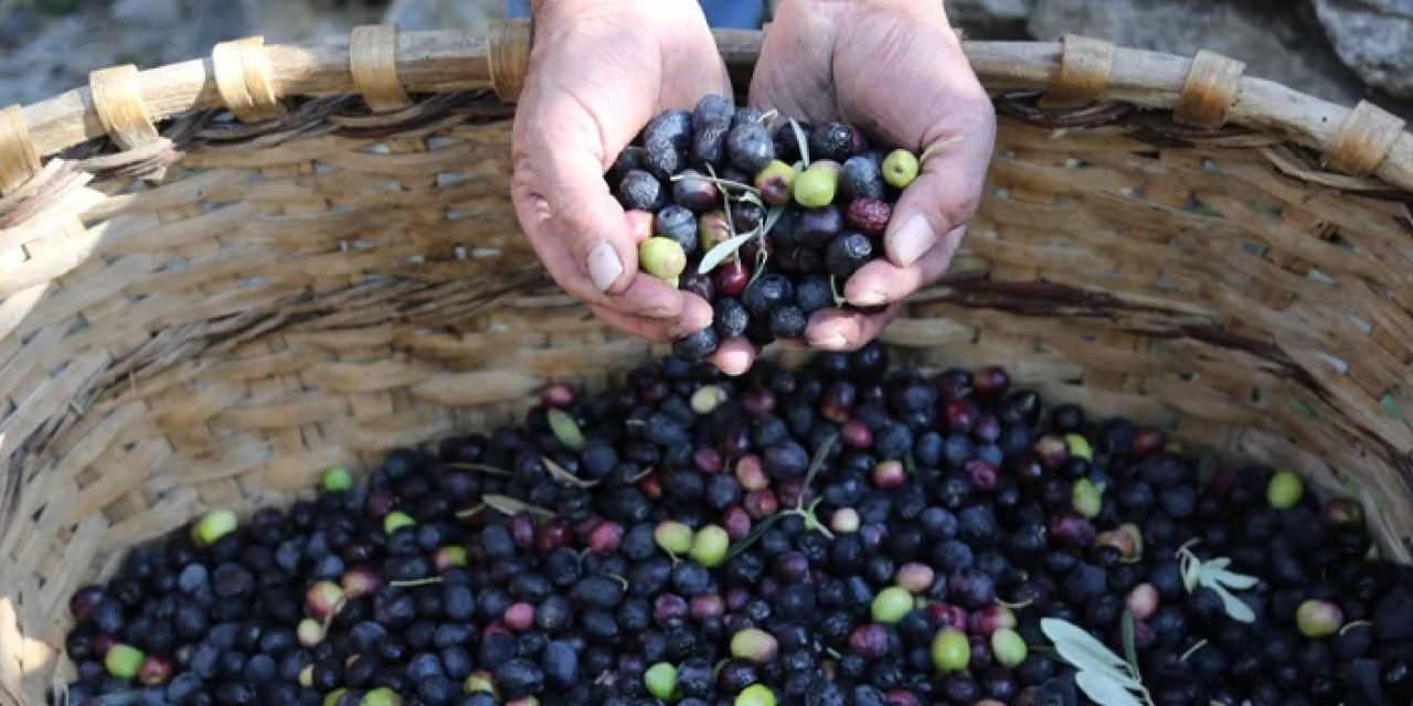 Karadeniz'in lezzet ödüllü zeytini için hasat başladı