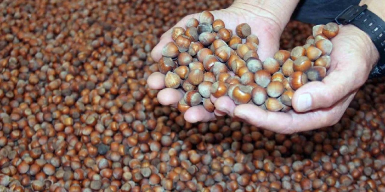 Fındık fiyatı arttı mı? İşte serbest piyasada son durum: 4 Ekim Cuma