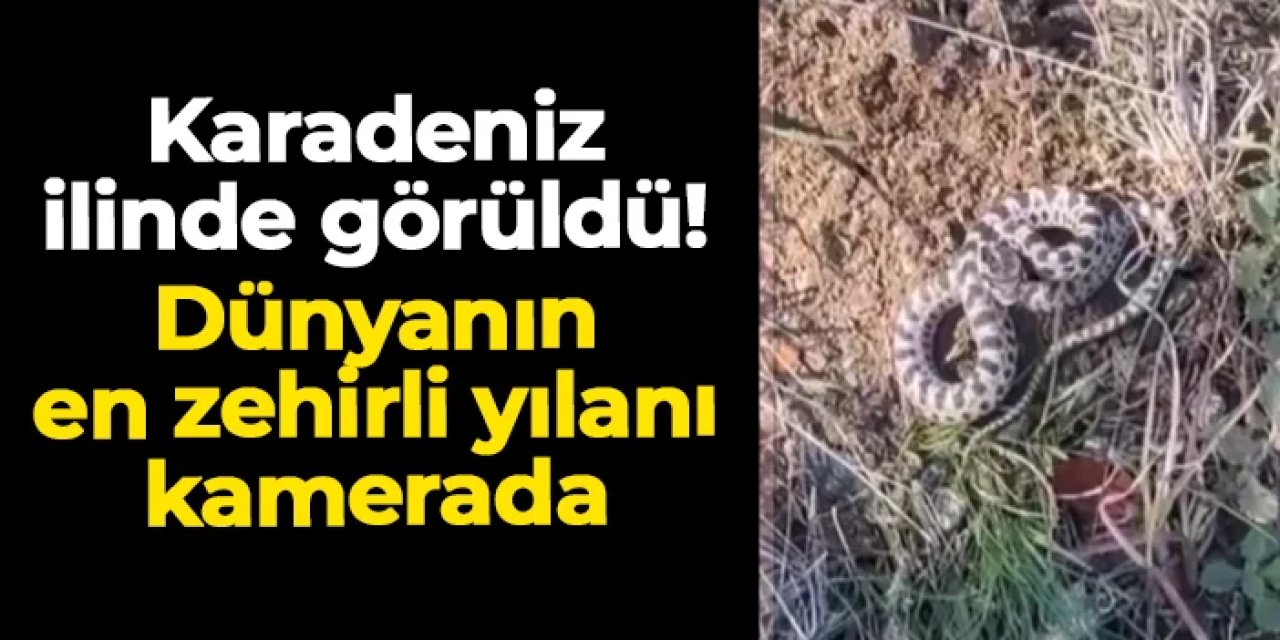 Karadeniz ilinde dünyanın en zehirli yılanı görüldü! O anlar kamerada