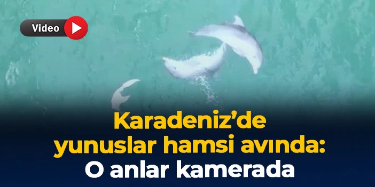 Karadeniz'de yunuslar hamsi avında: Kameraya böyle yansıdılar