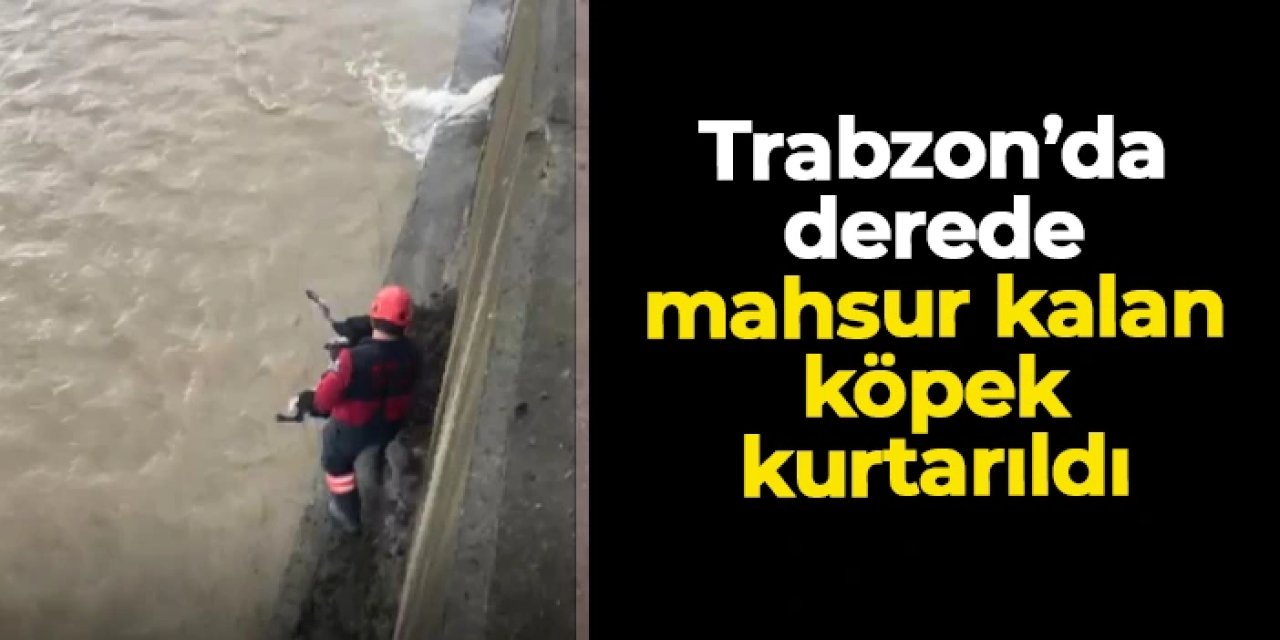 Trabzon'da derede mahsur kalan köpek kurtarıldı