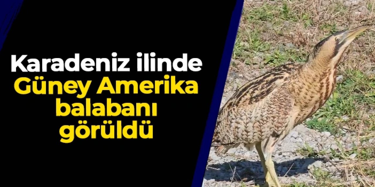 Artvin'de Güney Amerika balabanı görüldü
