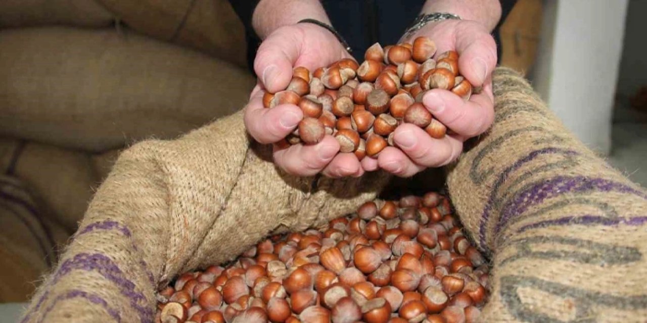 Fındık fiyatı üzmeye devam ediyor! İşte son durum