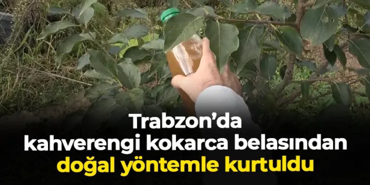 Trabzon'da doğal yöntemle kahverengi kokarcadan kurtuldu!