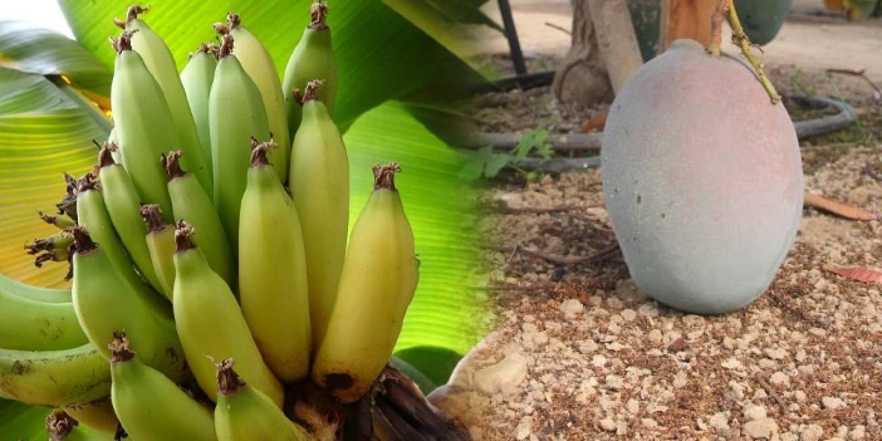 Ordu'da muz ve mango yetiştiriyorlar