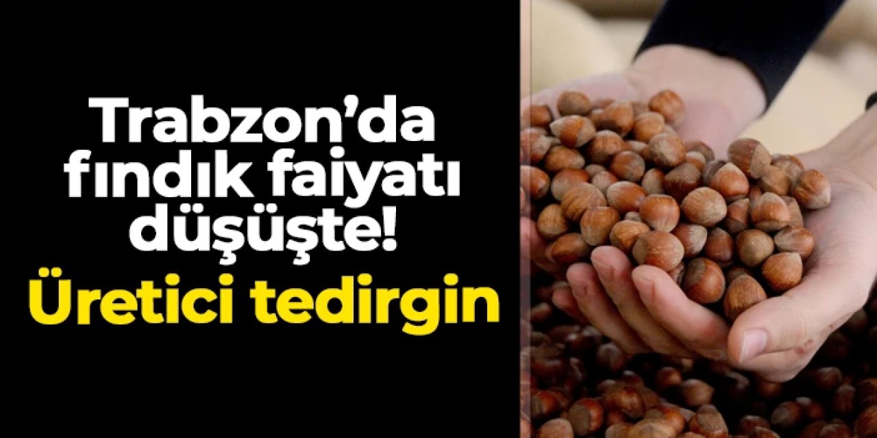 Trabzon’da fındık fiyatları düşüşte: Üretici tedirgin