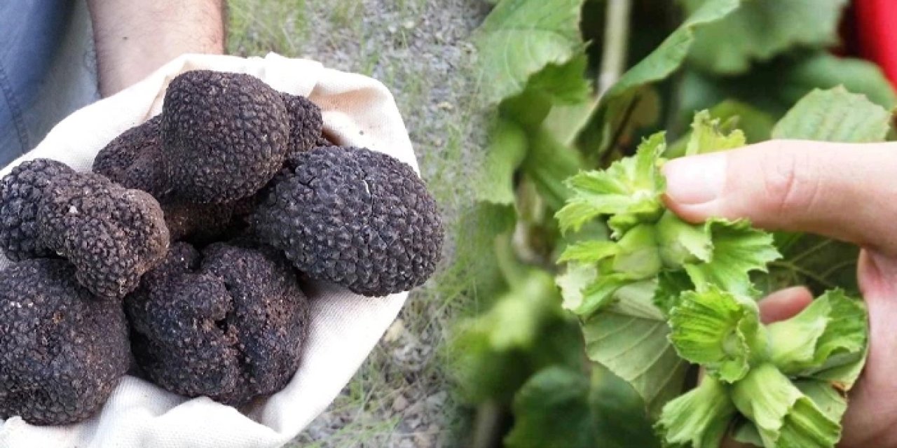 Toprak trüf ile zenginleşecek: Fındıkta verim tavan yapacak