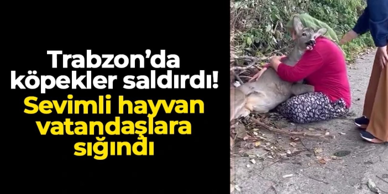 Trabzon'da köpekler saldırdı! Sevimli karaca vatandaşlara sığındı