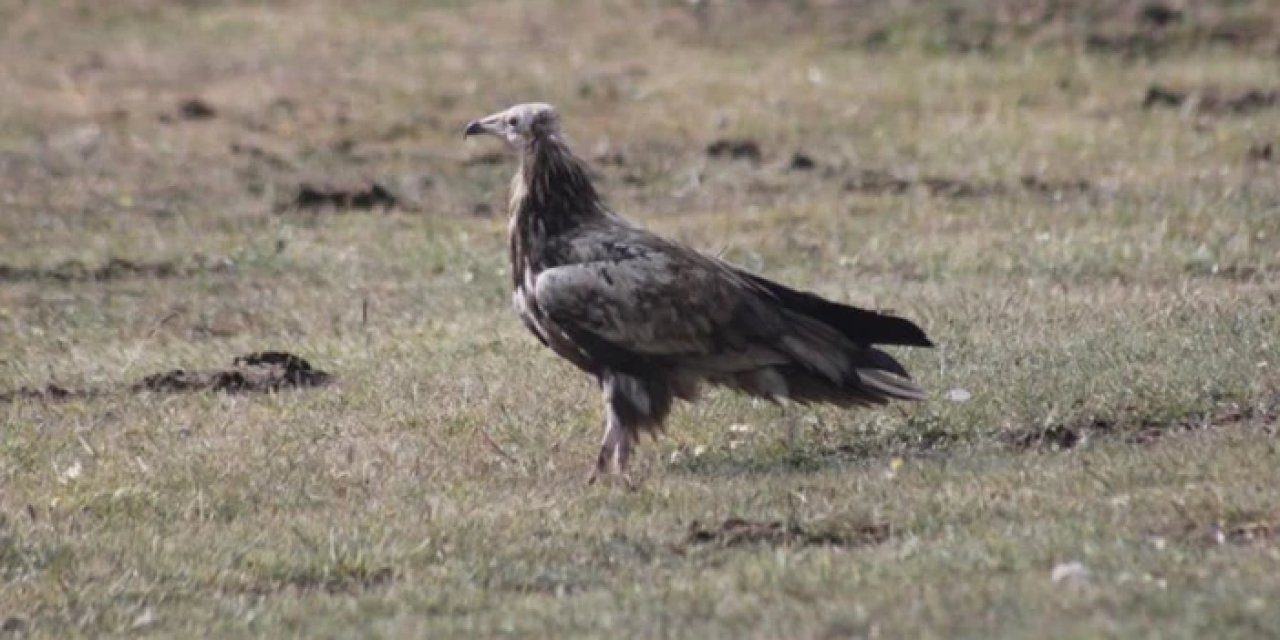 Nesli tehlike altında olan Mısır Akbabası Bayburt'ta görüldü