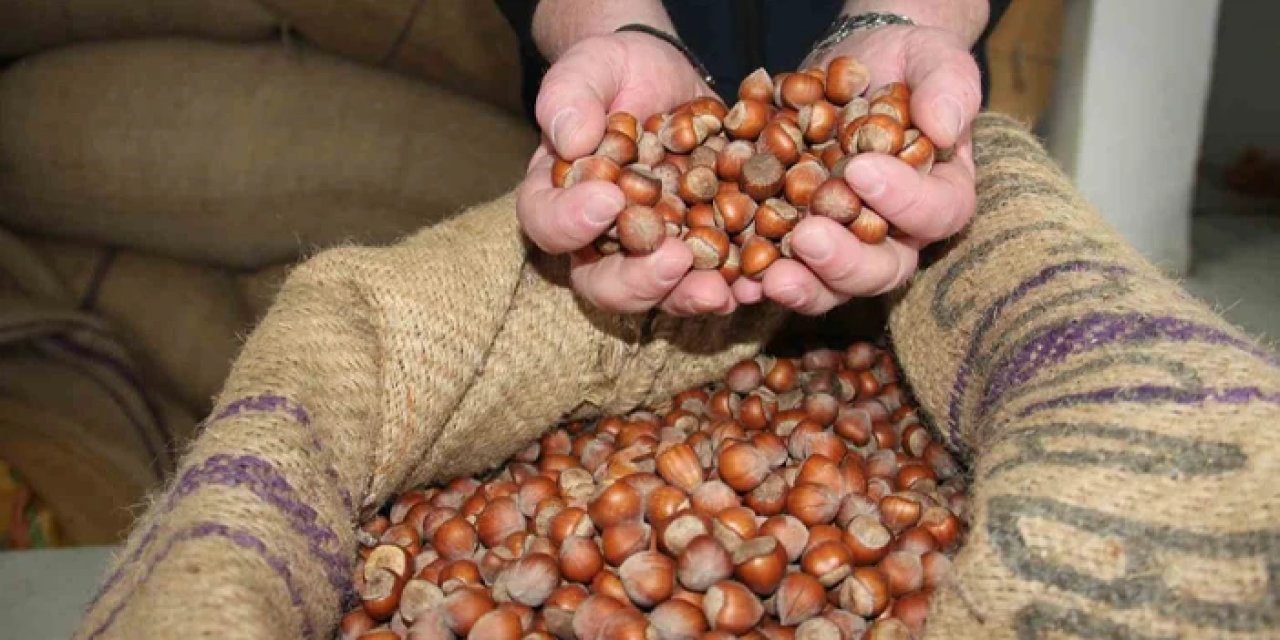 Trabzon'da fındık fiyatları yükseldi mi? İşte son durum