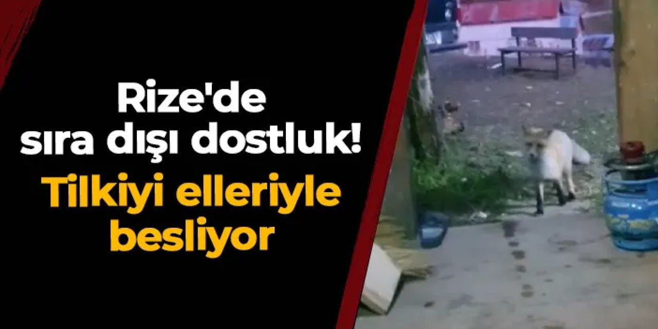 Rize'de sıra dışı dostluk: Tilkiyi elleriyle besliyor