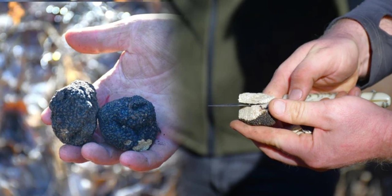 Trabzon'dan giden ekipler Bayburt'ta keşfetti: "Kara elmas" ekonomik katkı sağlayacak