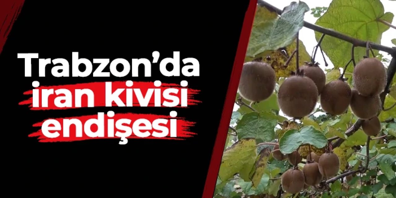 Trabzon'da İran kivisi endişesi