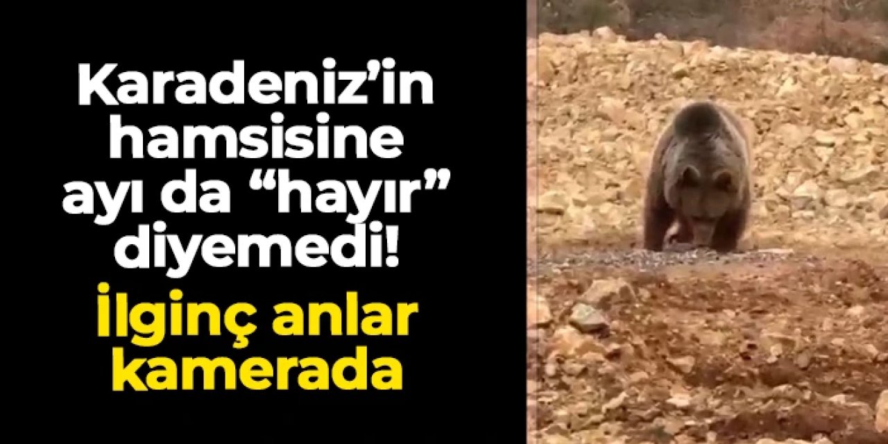 Gümüşhane'de ilginç anlar: Karadeniz hamsisine ayı da "hayır" diyemedi
