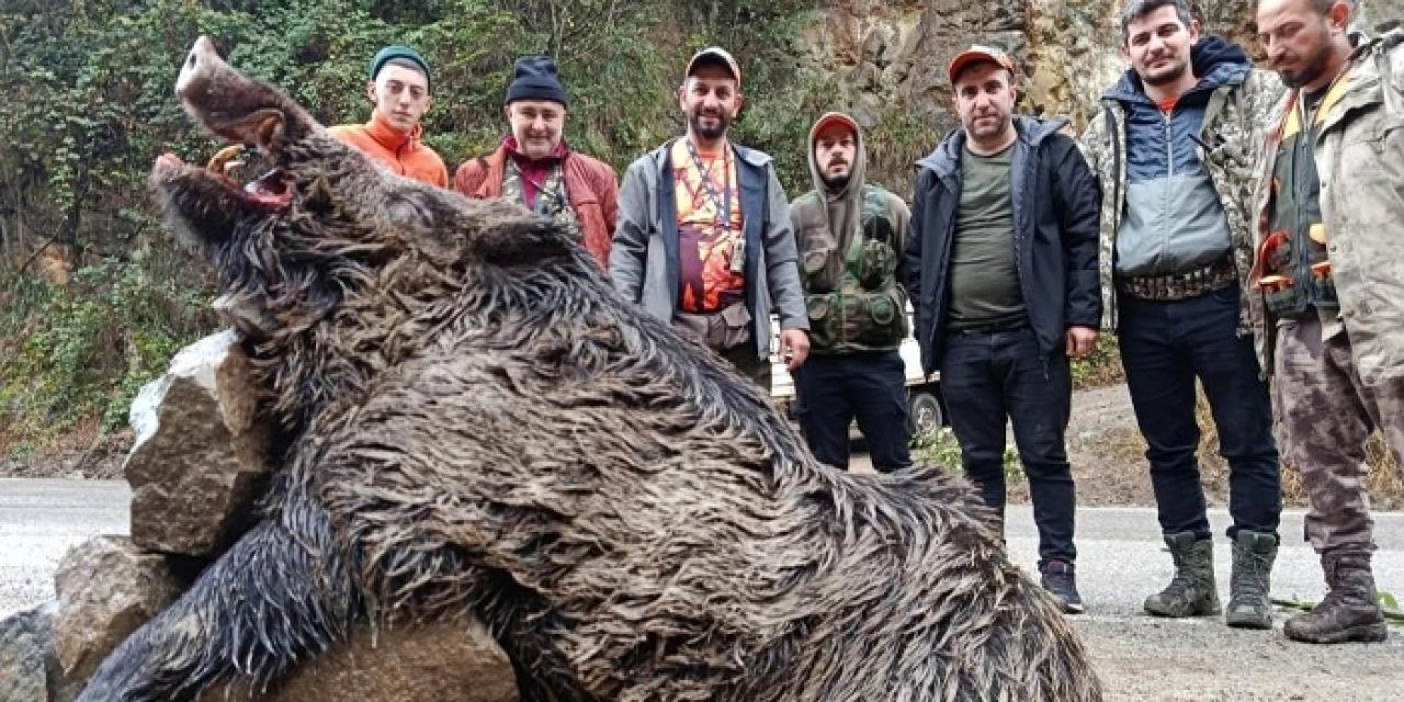 Trabzon'da 300 kiloluk yaban domuzu avladılar!