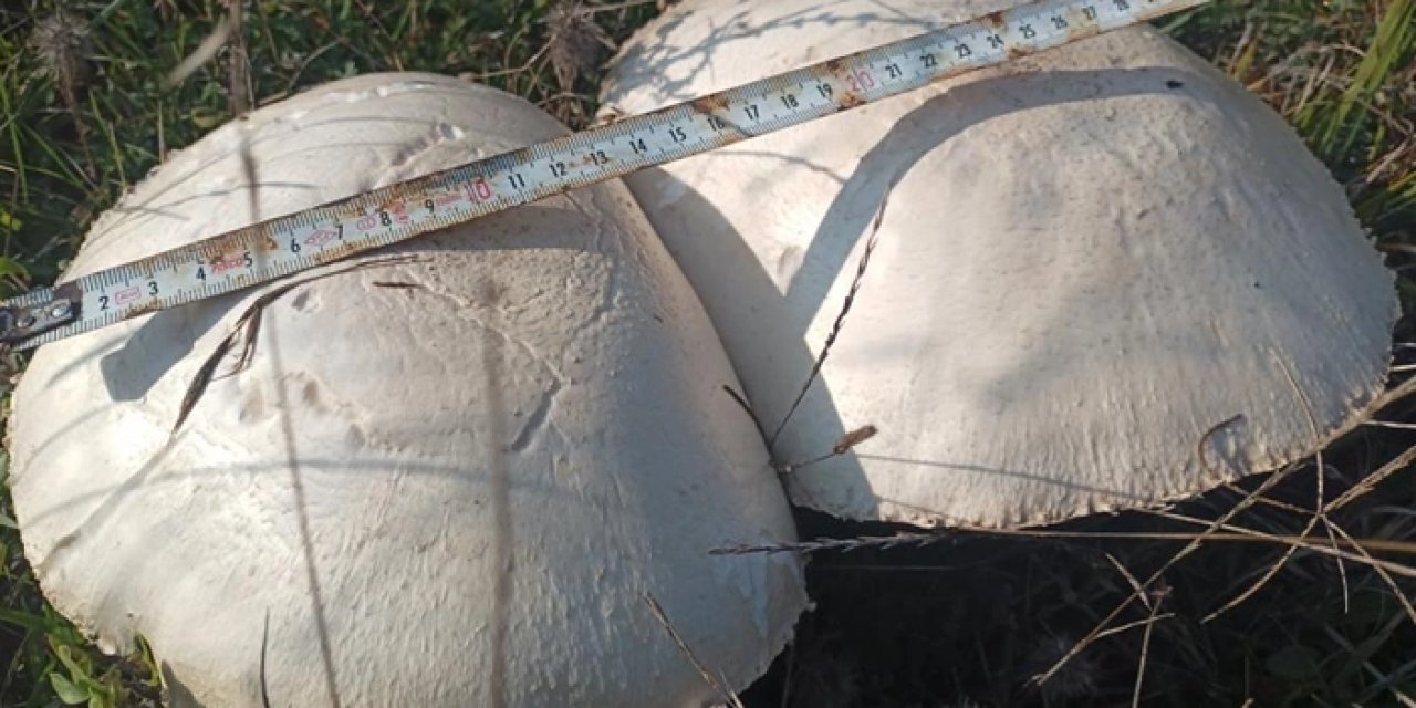 Samsun'da dev mantarlar şaşkınlık yarattı