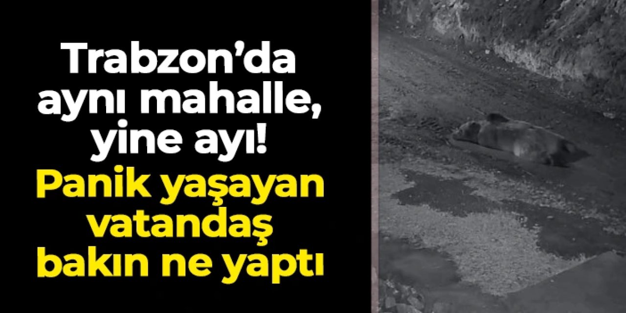 Trabzon'da aynı mahalle, yine ayı! Panik yaşayan vatandaş bakın ne yaptı