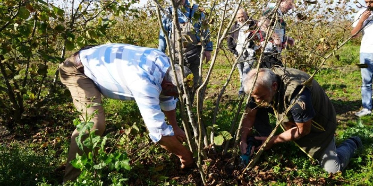 Fındıkta büyük yanılgı ortaya konuldu! Bunu yapan çok verim beklemesin