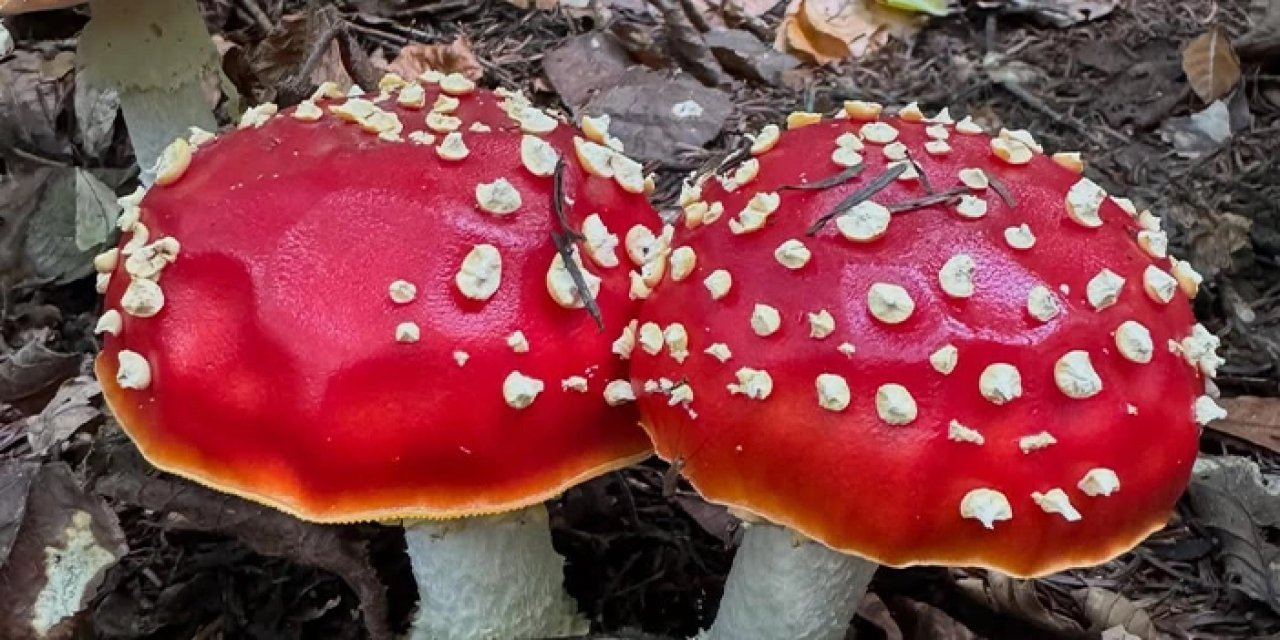 Zehirli mantar kahverengi kokarcanın çözümü olabilir! Trabzon'da umutlandıran çalışma
