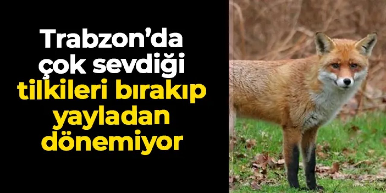 Trabzon'da çok sevdiği tilkileri bırakıp yayladan dönemiyor