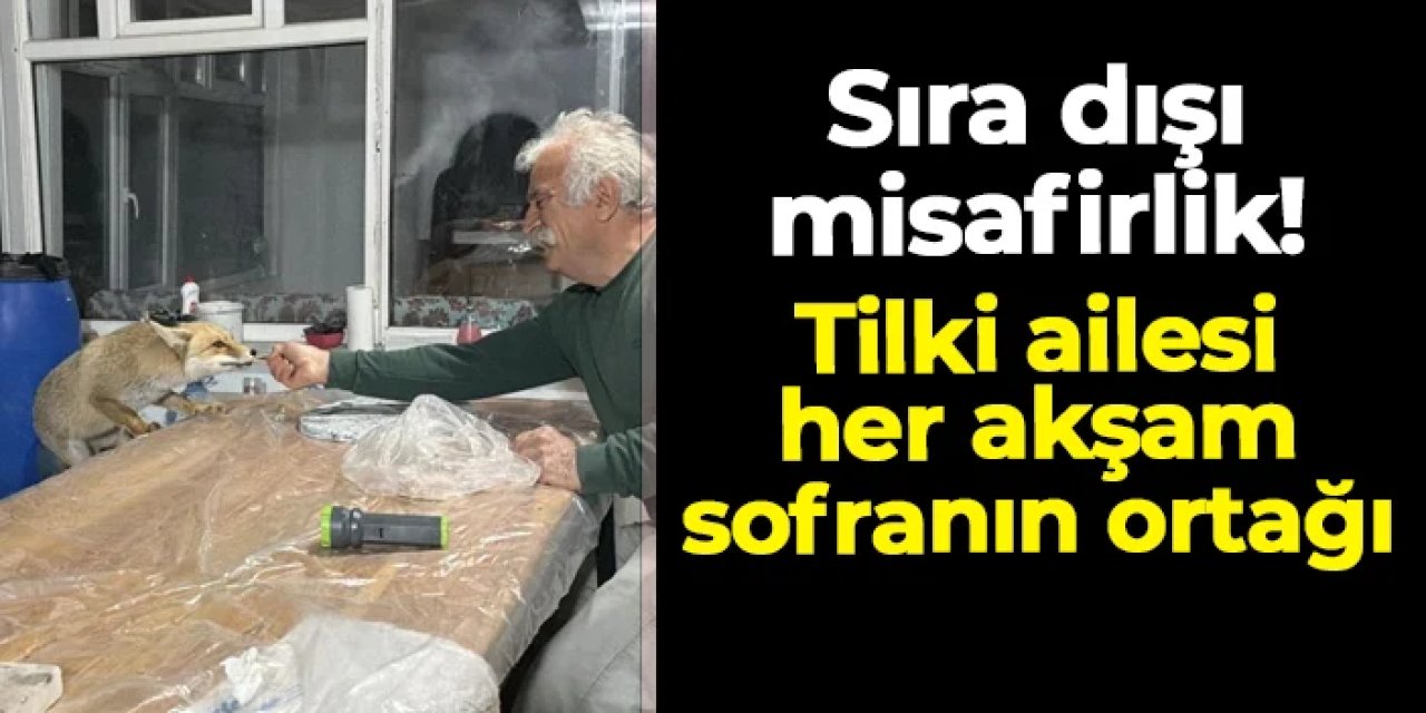 Tokat'ta sıra dışı misafirlik: Tilki ailesi her akşam sofranın ortağı