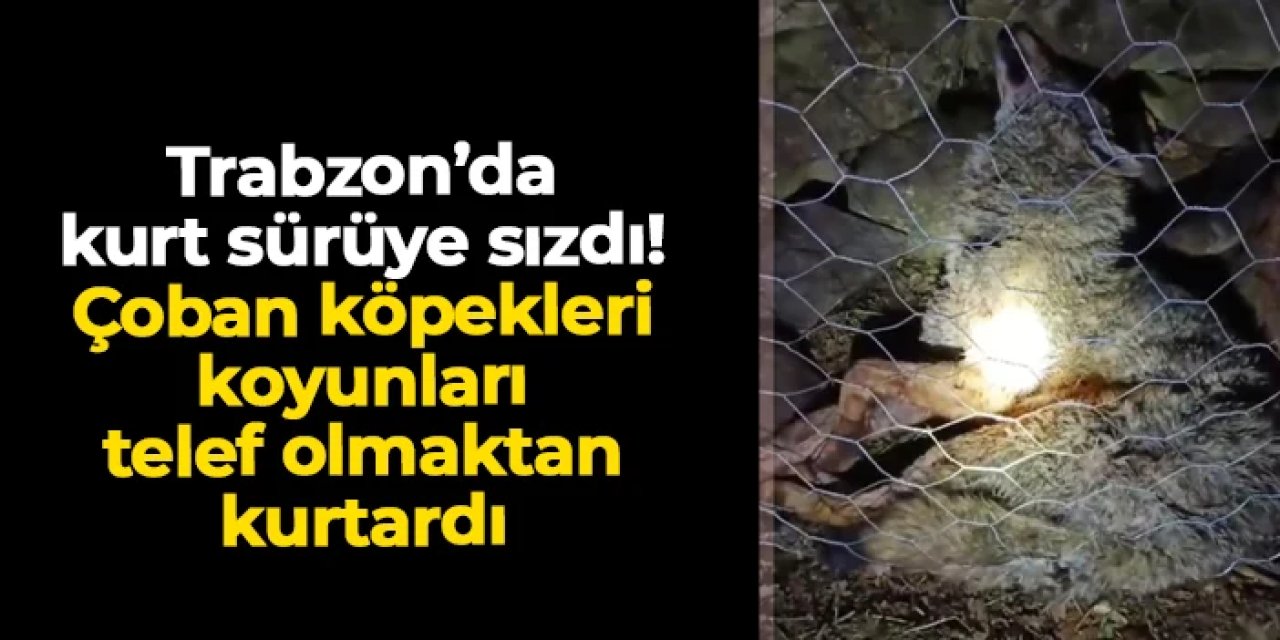 Trabzon'da kurt sürüye sızdı: Çoban köpekleri koyunları telef olmaktan kurtardı