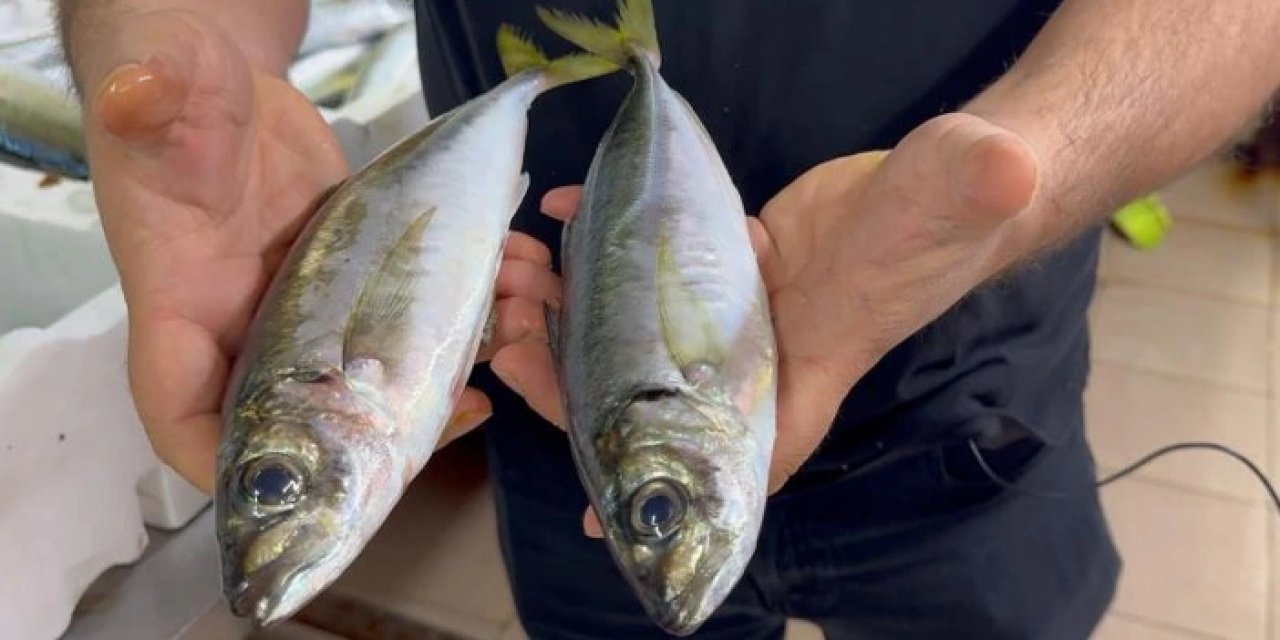 Hamsi istavriti de coşturdu! 3 tanesi bakın kaç kilogram geliyor...