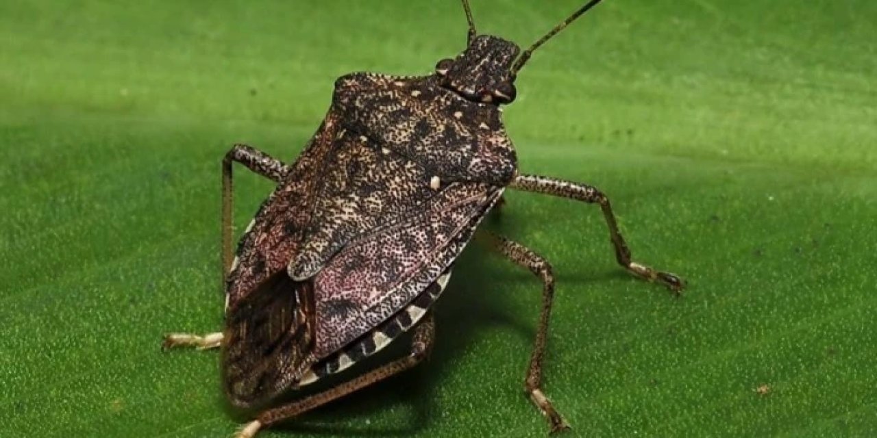 Trabzon'da kahverengi kokarca için tedirgin eden veriyi ortaya koydu! "Yüzde yüze yaklaştı"