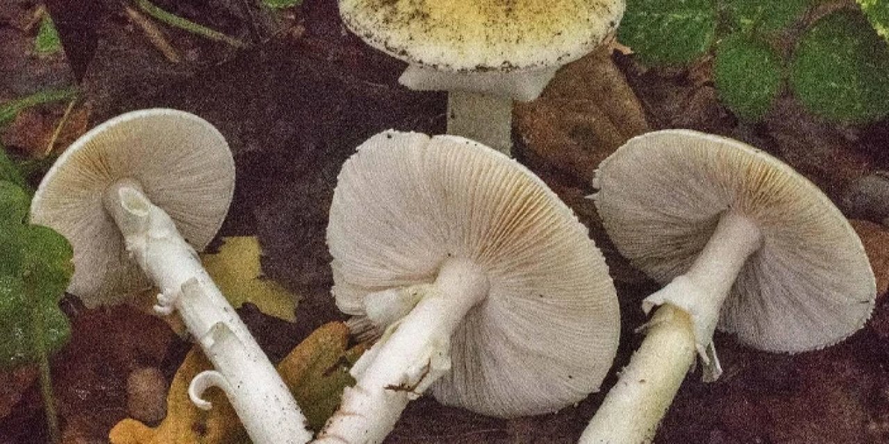 Uzman isim "korkmalıyız" diyerek mantar için uyardı: "6 saat sonra şikayet başlıyorsa..."