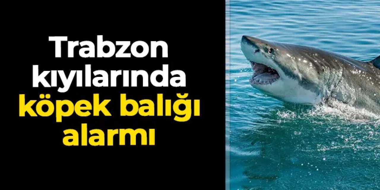 3 metrelik köpek balıkları Trabzon kıyılarını mesken tuttu