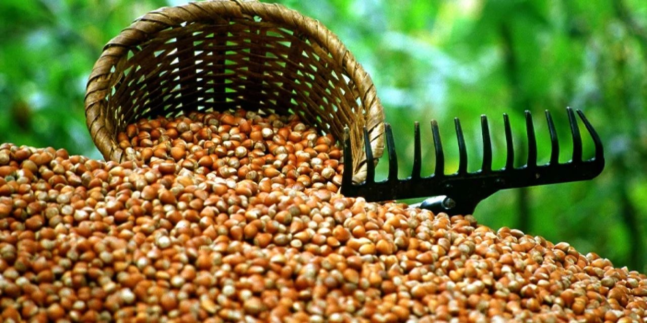 Trabzon'da fındık fiyatında son durum! 2 Aralık Salı