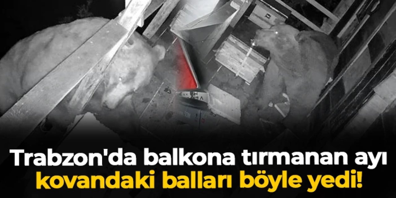 Trabzon'da balkona tırmanan ayı kovandaki balları böyle yedi!
