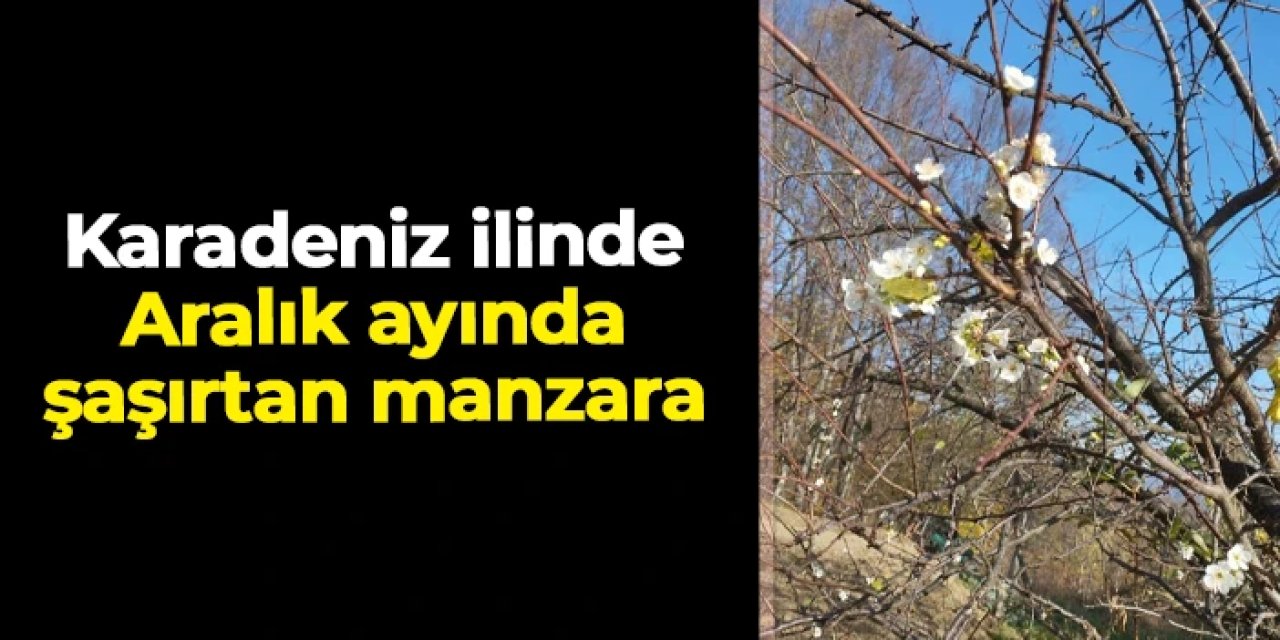 Karabük'te şaşırtan manzara: Erik ağacı Aralık ayında çiçek açtı
