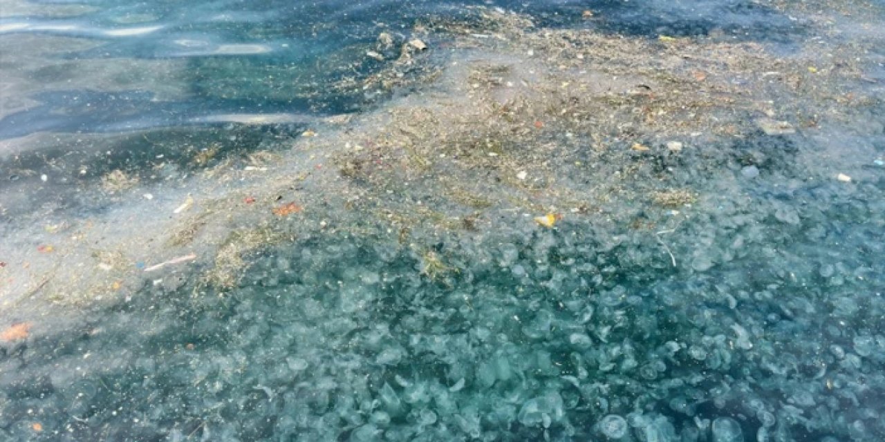 Üsküdar sahilinde şaşırtan manzara: Binlercesi kıyıya vurdu