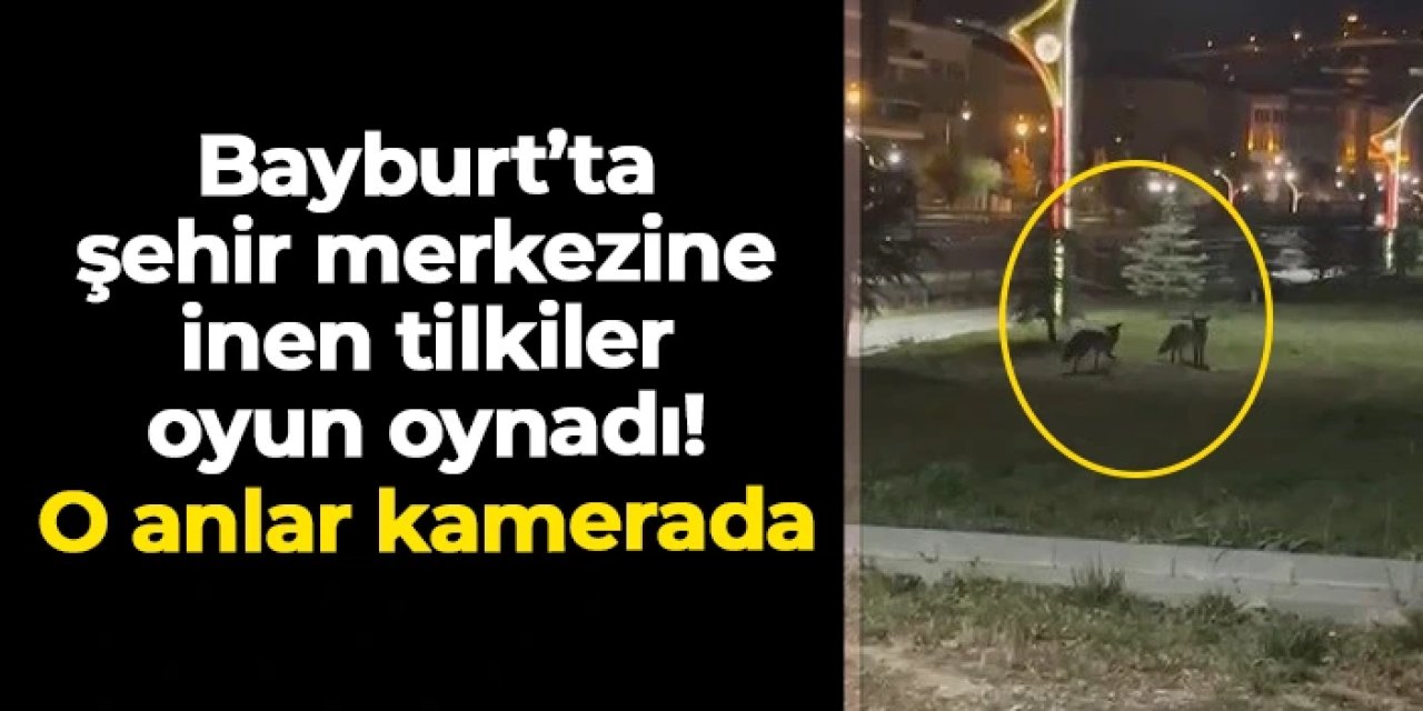 Bayburt'ta iki tilki şehir merkezine inip böyle oynadı! O anlar kamerada