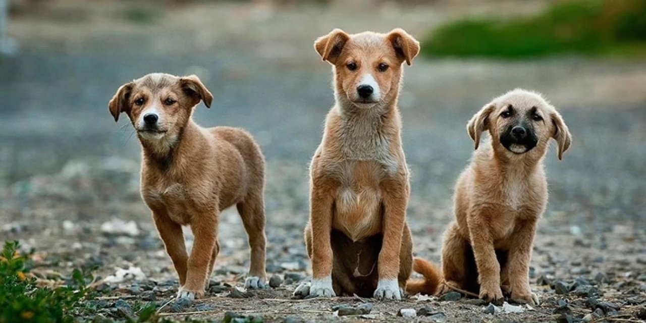 Trabzon'da sokak hayvanları için harekete geçildi: Yomra'daki alan için ihale süreci başladı