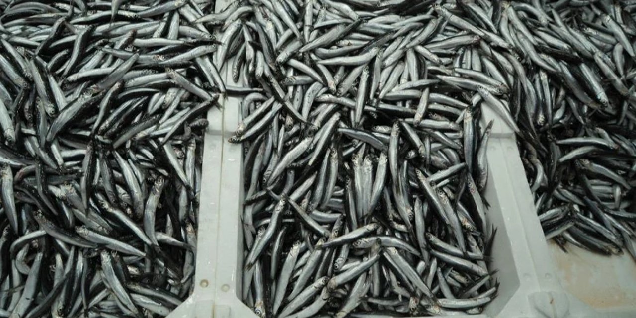 Samsun'da hamsi fiyatı fırladı! Vatandaş tezgaha yanaşamıyor