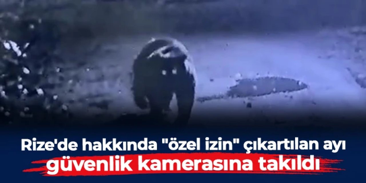 Rize'de hakkında "özel izin" çıkartılan ayı kameralara takıldı