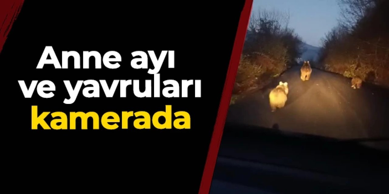 Karabük'te anne ayı ve yavruları kamerada: Yol ortasında böyle görüntülendiler