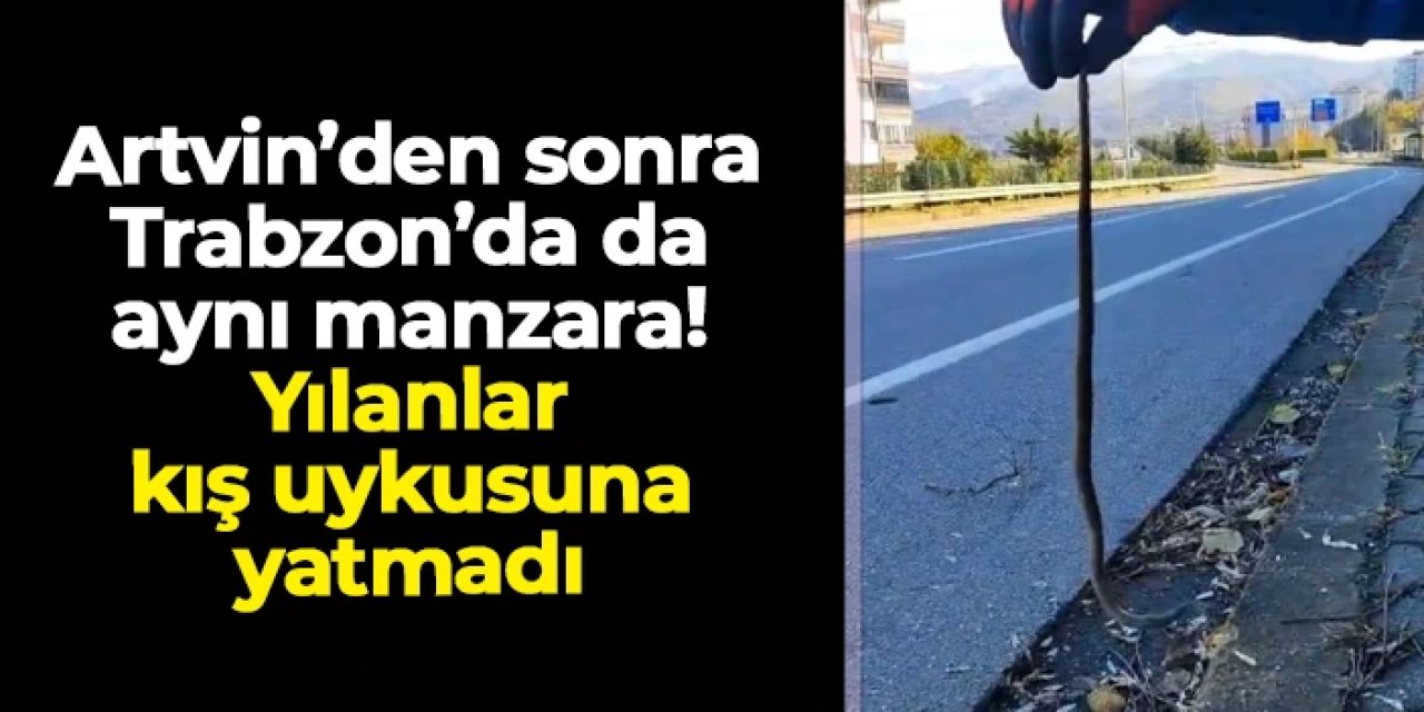Artvin'den sonra Trabzon'da da görüldü: Yılanlar kış uykusuna yatmadı