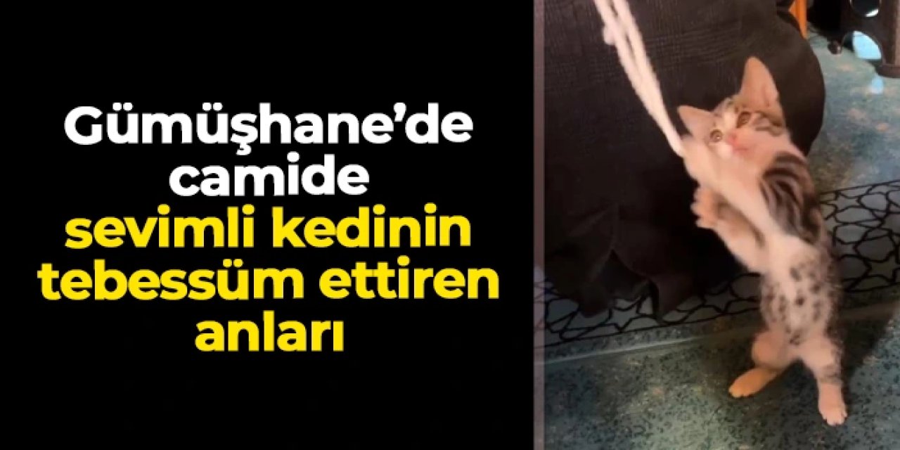 Gümüşhane'de camide sevimli kedinin tebessüm ettiren anları